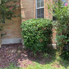 Bush Trimming by Sundown Lawn Maintenance reviewed on August 20, 2025