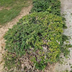 Bush Trimming by Smiley&#039;s Landscaping LLC reviewed on November 7, 2025