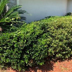 Bush Trimming by Local Green Lawn Care LLC reviewed on August 16, 2025