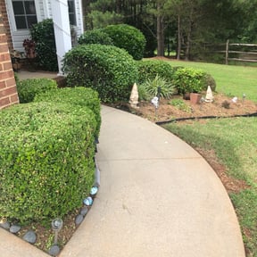 Bush Trimming by Flynn lawn maintenance llc reviewed on August 19, 2025