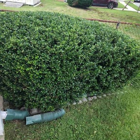 Bush Trimming by Mesa Lawn and Irrigation reviewed on August 18, 2025