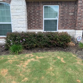 Bush Trimming by Campos lawn care reviewed on August 19, 2025