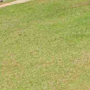 Bush Trimming by WhyExperts LLC reviewed on October 22, 2025