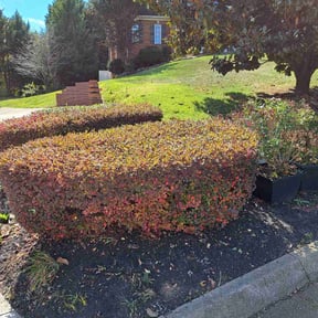 Bush Trimming by Nature's Beauty Landscaping reviewed on August 15, 2025