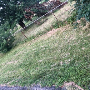 Bush Trimming by Phillip Landscape reviewed on August 19, 2025