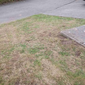 Bush Trimming by S&amp;S Landscaping reviewed on October 19, 2025