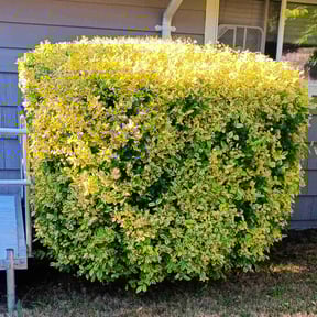 Bush Trimming by JLara landscaping reviewed on August 16, 2025