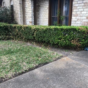 Bush Trimming by Tikitiki Garden Service reviewed on August 19, 2025