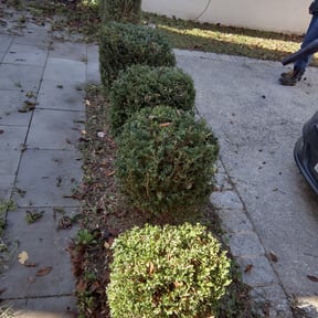 Bush Trimming by Marroquin Landscaping reviewed on August 14, 2025