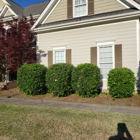 Bush Trimming by Top Lawn Companies, LLC reviewed on August 20, 2025