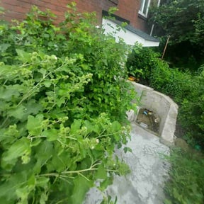 Bush Trimming by Mark1Pro Lawn Service reviewed on August 16, 2025
