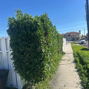Bush Trimming by Linares Lawn Care reviewed on February 24, 2026