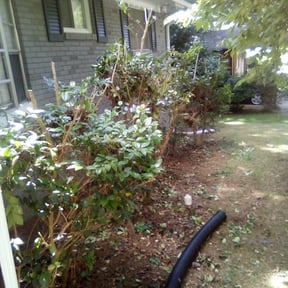 Bush Trimming by Burnett Landscaping reviewed on August 19, 2025