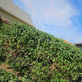 Bush Trimming by Joseph Fullner reviewed on October 23, 2025