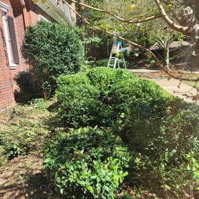 Bush Trimming by R&T lawncare reviewed on August 17, 2025