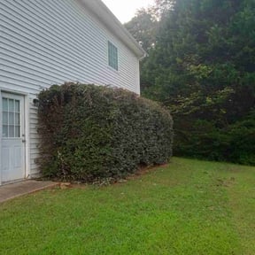 Bush Trimming by BPS LAWN CARE &amp; Handyman services reviewed on October 23, 2025