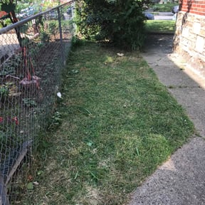 Bush Trimming by Dell's Property Management Services reviewed on August 19, 2025