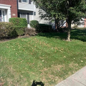 Bush Trimming by Zoe’s Lawn Care reviewed on November 24, 2025