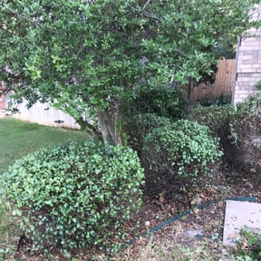 Bush Trimming by Fleur De Lis Landscaping reviewed on November 23, 2025