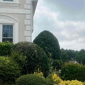 Bush Trimming by Hector&#039;s Lawn Care reviewed on November 24, 2025