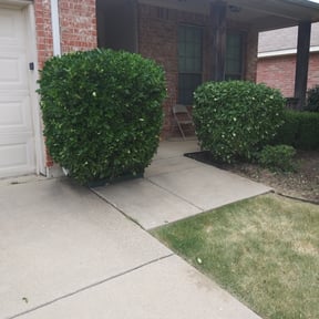 Bush Trimming by Blue Skies Lawn Care reviewed on August 21, 2025