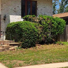 Bush Trimming by Landscaping by Jay reviewed on August 17, 2025
