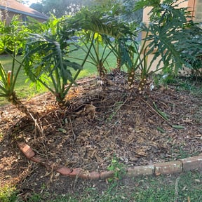 Bush Trimming by Advance Lawn Maintenance reviewed on August 15, 2025