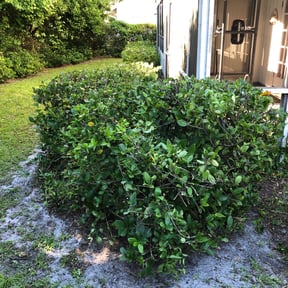 Bush Trimming by Ivan aguilar reviewed on August 17, 2025