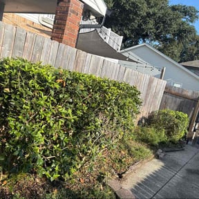 Bush Trimming by Mainline Irrigation LLC reviewed on November 24, 2025