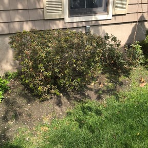 Bush Trimming by Perez landscaping reviewed on August 20, 2025