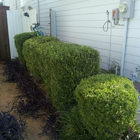 Bush Trimming by Mother Nature Cuts LLC reviewed on August 19, 2025