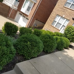 Bush Trimming by Top Notch Lawn Care& MAINTENCE reviewed on August 21, 2025