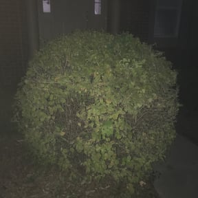 Bush Trimming by Chloe’s Lawn Care LLC reviewed on August 15, 2025