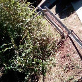 Bush Trimming by Arawakcay Landscaping & Fence reviewed on August 20, 2025
