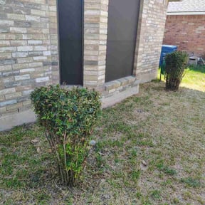 Bush Trimming by Jesse&#039;s Lawn Service reviewed on October 22, 2025