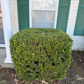 Bush Trimming by CNR Landscaping reviewed on April 1, 2026