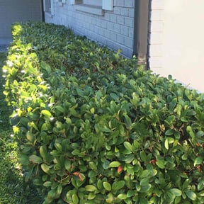 Bush Trimming by Nieves lawn care reviewed on August 17, 2025