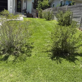 lawn care services by LSLTDallas/FortWorthTruGreen reviewed on August 17, 2025