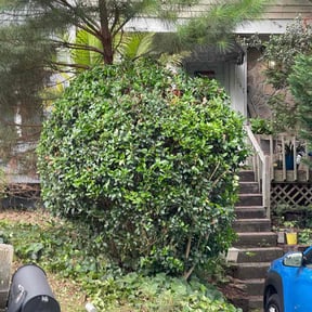 Bush Trimming by Garden Detail reviewed on August 18, 2025
