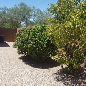 Bush Trimming by MPV Landscaping reviewed on August 20, 2025