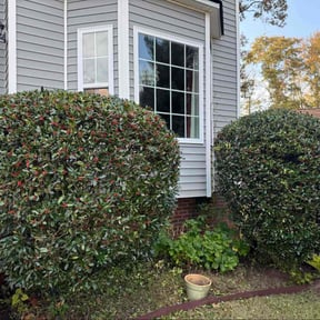 Bush Trimming by GAO &amp; Associates reviewed on November 25, 2025