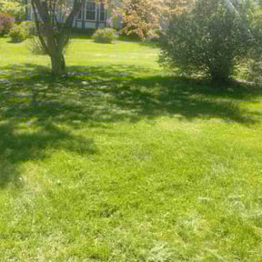 landscaping by LOCAL Landscaping &amp; Lawn Maintenance reviewed on December 3, 2025