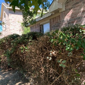 Bush Trimming by Tparker Fence & Associates reviewed on August 16, 2025