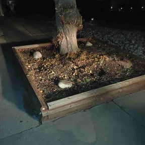 Bush Trimming by Clover construction LLC reviewed on August 15, 2025