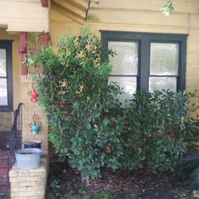 Bush Trimming by Bestway Lawn Care reviewed on August 16, 2025