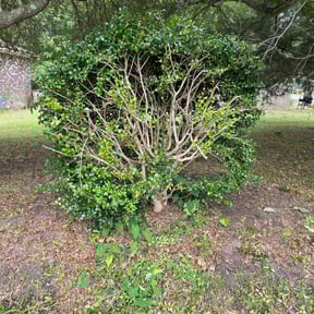 Bush Trimming by Rod Lawn Service reviewed on August 16, 2025