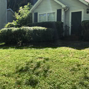 Bush Trimming by Williams & Williams Lawn/Maintenance reviewed on August 21, 2025