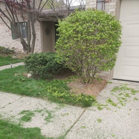 Bush Trimming by All Around Lawn Care reviewed on August 17, 2025