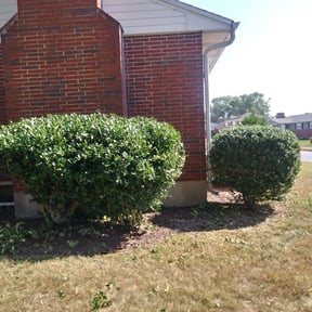 Bush Trimming by Lucas Lawns reviewed on August 20, 2025