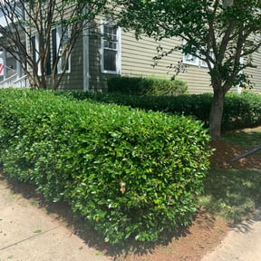 Bush Trimming by Marcus Green reviewed on August 15, 2025